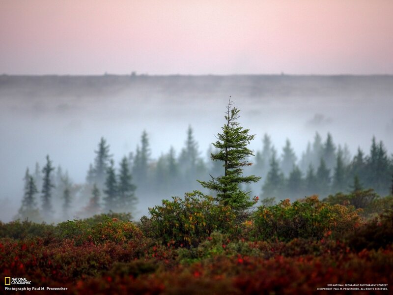 Solitary Pine Tree — Green, Misty, Morning, Photograph, Fog