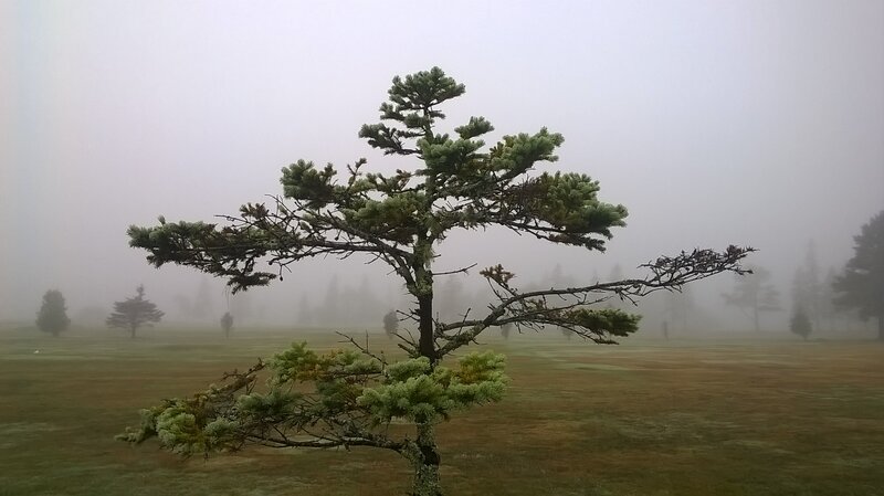 Solitary Pine Tree — Green, Misty