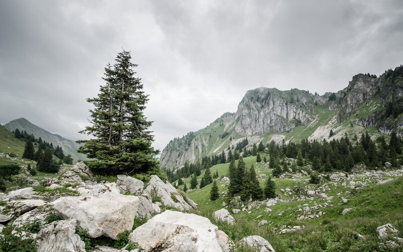 Solitary Pine Tree — Green, Overcast