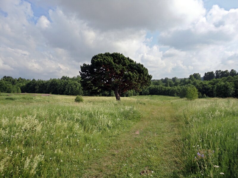 Solitary Pine Tree — Green, Serene, Afternoon, Photograph, Field, Forest, Clouds, Blue