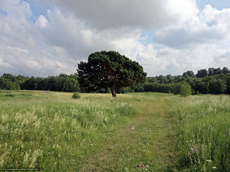 Solitary Pine Tree — Green, Serene, Afternoon, Photograph, Field, Forest