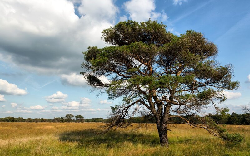 Solitary Pine Tree — Green, Serene, Afternoon, Photograph, Field, Sky