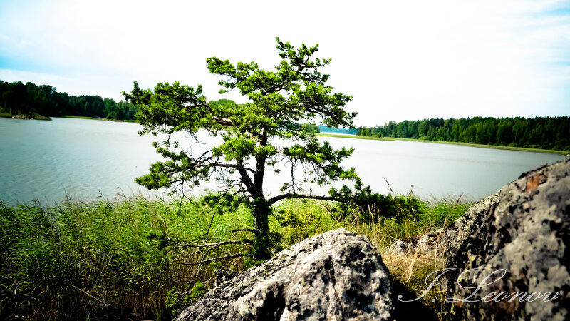 Solitary Pine Tree — Green, Serene, Afternoon, Photograph, Lake