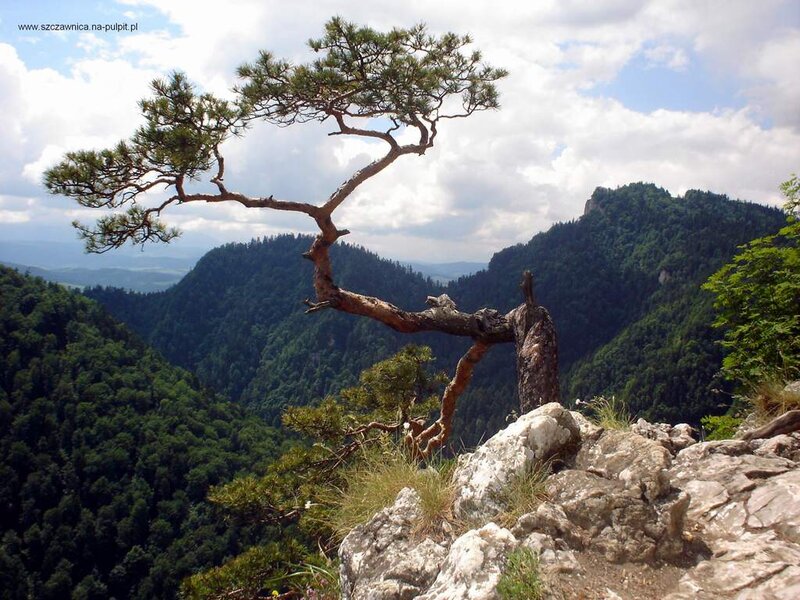 Solitary Pine Tree — Green, Serene, Afternoon
