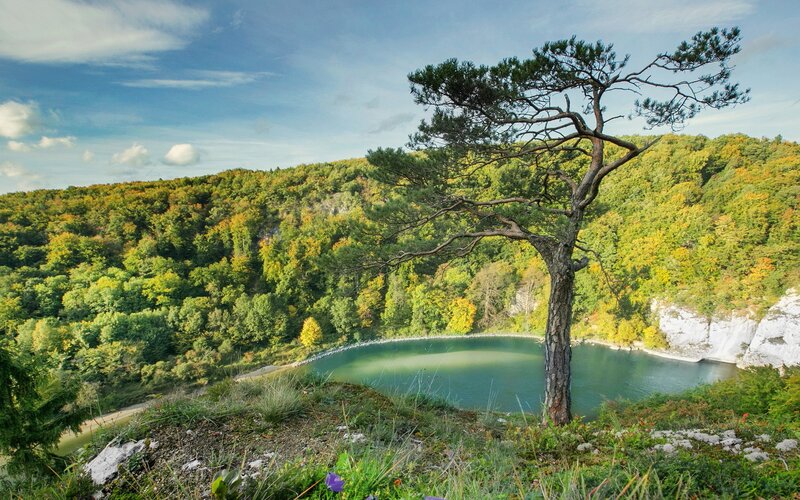 Solitary Pine Tree — Green, Serene, Autumn, Photograph, Lake, Forest