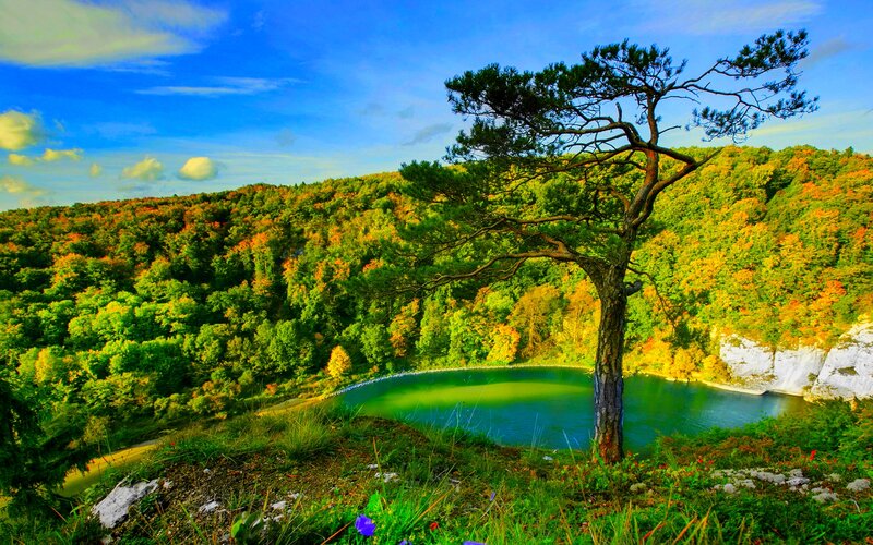 Solitary Pine Tree — Green, Serene, Autumn, Photograph, Lake