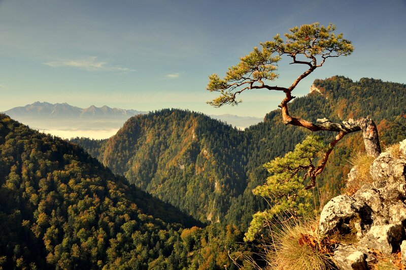 Solitary Pine Tree — Green, Serene, Autumn