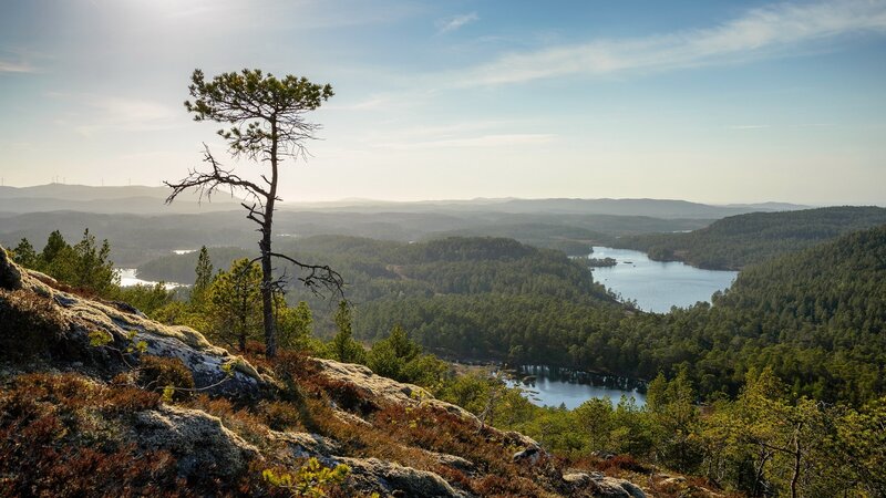 Solitary Pine Tree — Green, Serene, Morning, Photograph, Lake