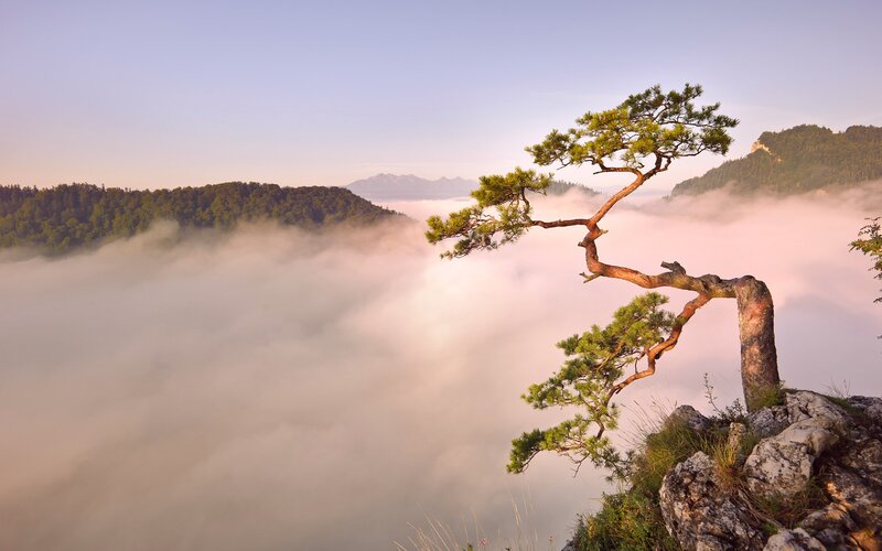 Solitary Pine Tree — Green, Serene, Morning, Photograph, Mountain