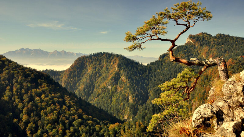 Solitary Pine Tree — Green, Serene, Morning
