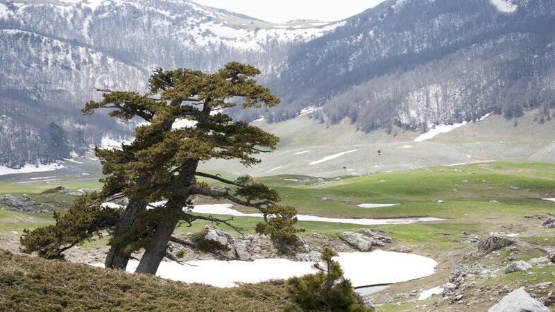 Solitary Pine Tree — Green, Serene, Spring