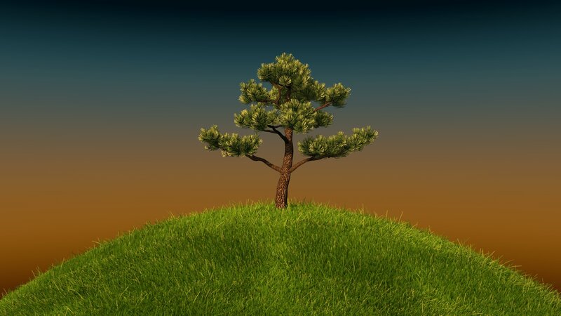 Solitary Pine Tree — Green, Serene, Sunset