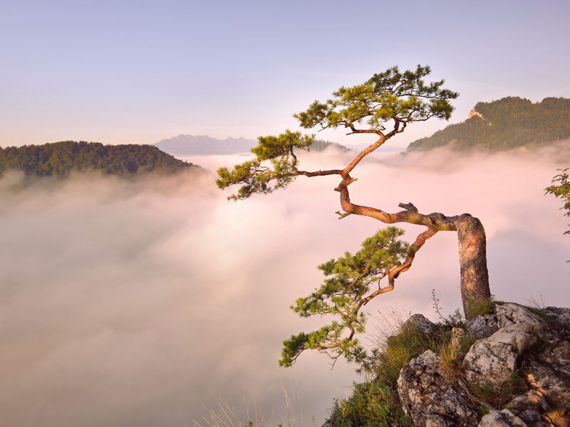 Solitary Pine Tree — Green, Serene