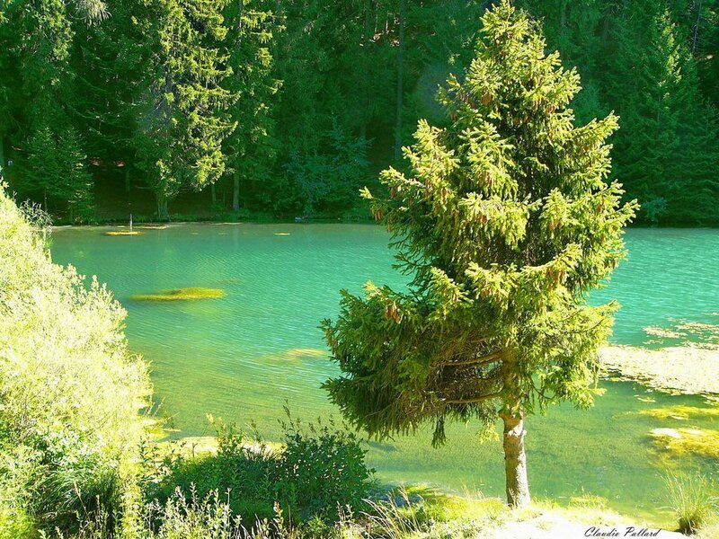 Solitary Pine Tree — Green