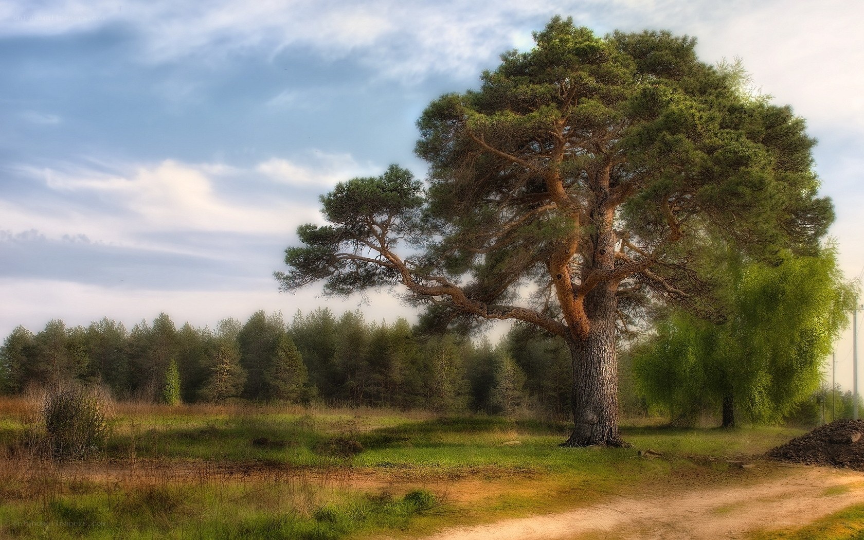 Solitary pine tree in a field