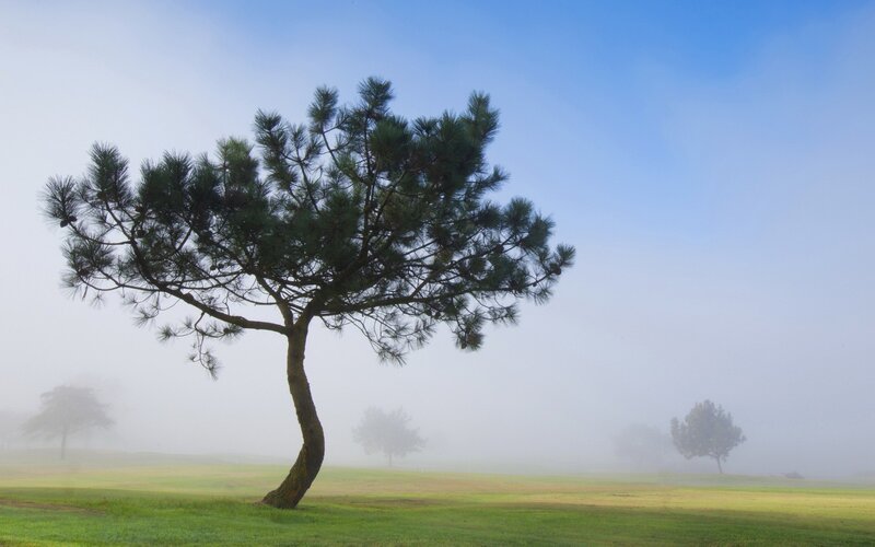 Solitary pine tree in fog