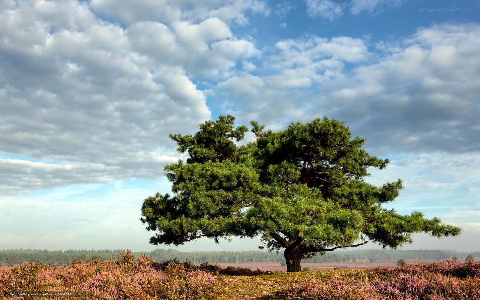 Solitary pine tree in heathland