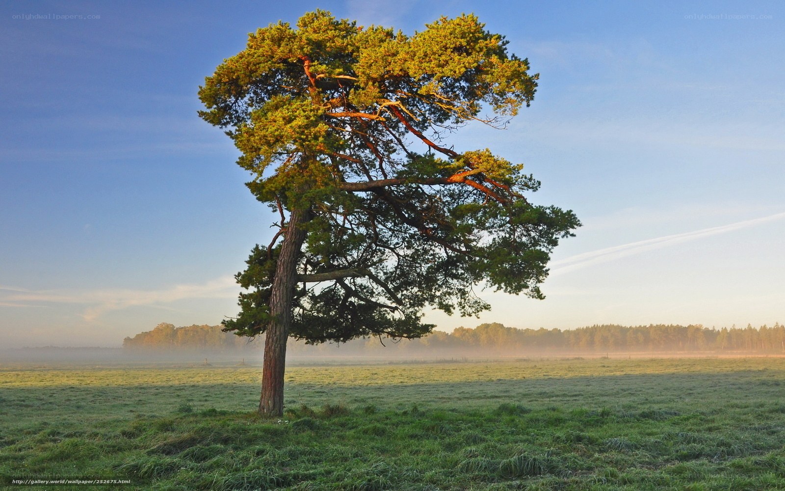 Solitary pine tree in misty field