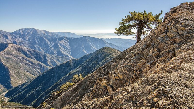 Solitary Pine Tree on Cliff