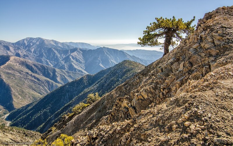 Solitary Pine Tree on Ridge