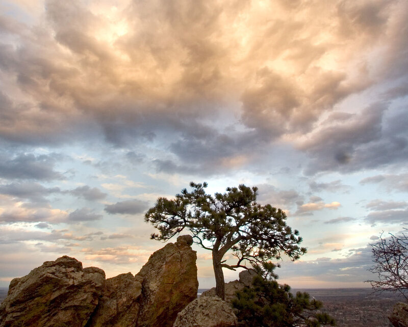 Solitary Pine Tree on Rock — Orange
