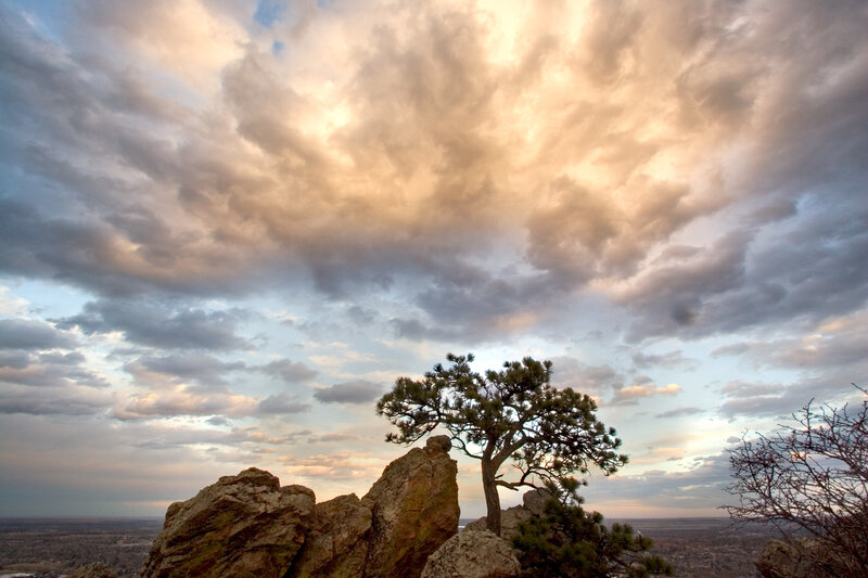 Solitary Pine Tree on Rock
