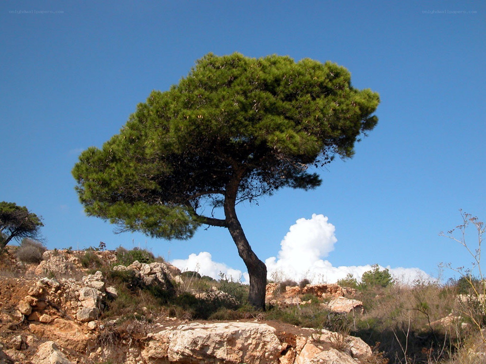 Solitary pine tree on rocky hill
