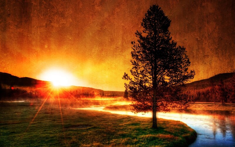 Solitary Pine Tree — Orange, Dramatic, Sunset, Photograph, Sun