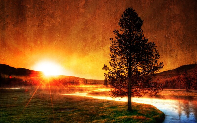 Solitary Pine Tree — Orange, Dramatic, Sunset, Photograph