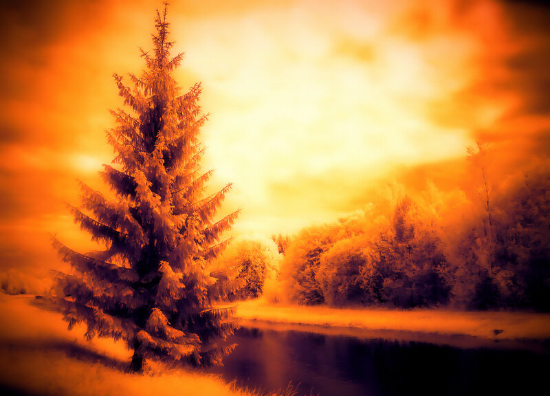 Solitary Pine Tree — Orange, Dramatic, Sunset