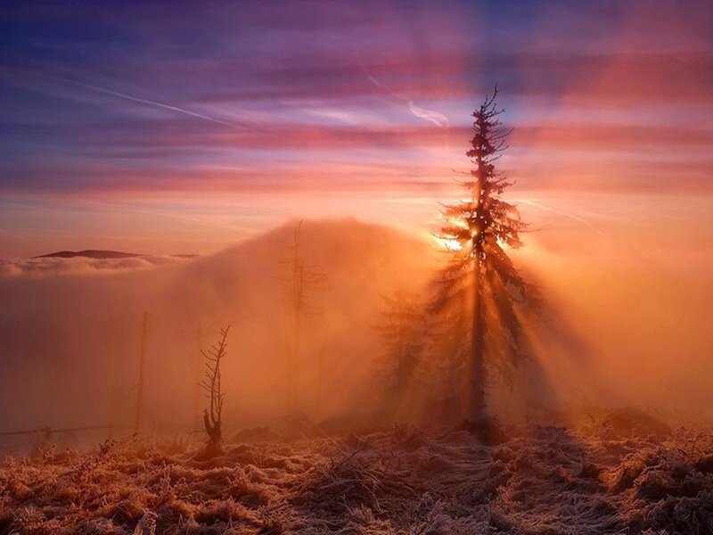 Solitary Pine Tree — Orange, Dramatic