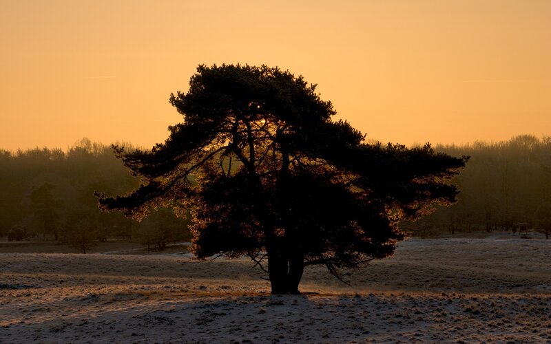 Solitary Pine Tree — Orange, Serene, Sunset