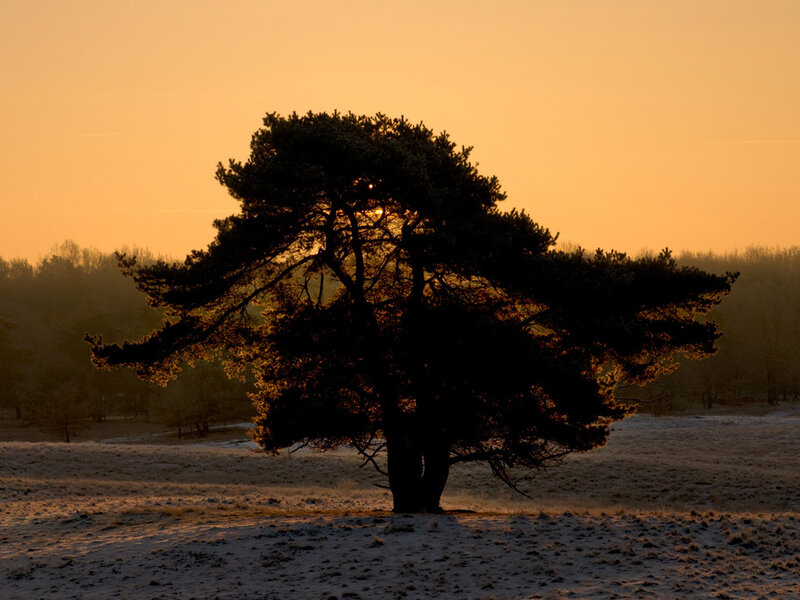 Solitary Pine Tree — Orange, Serene