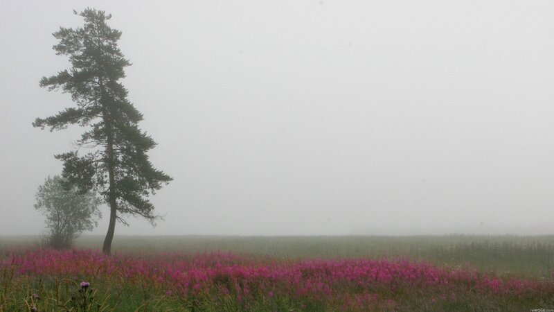 Solitary Pine Tree — Pink