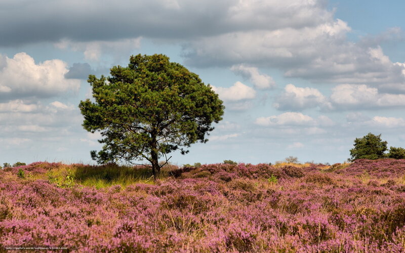 Solitary Pine Tree — Purple, Serene, Afternoon