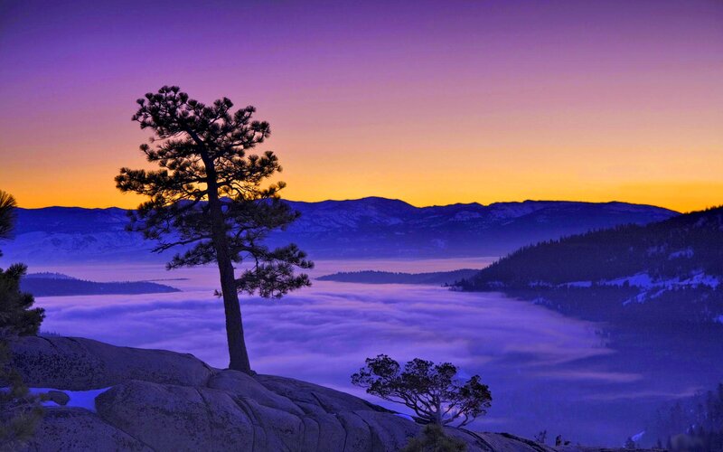 Solitary Pine Tree — Purple, Serene, Sunset, Photograph