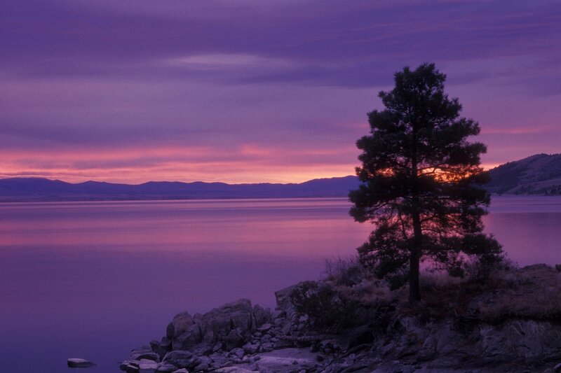 Solitary Pine Tree — Purple, Serene, Sunset