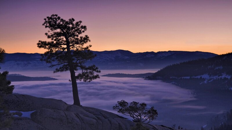Solitary Pine Tree — Purple, Serene