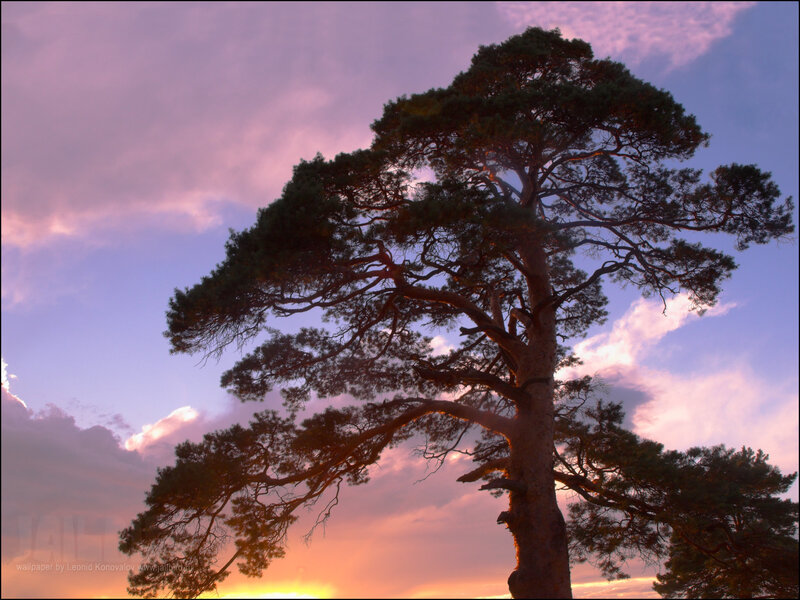 Solitary Pine Tree — Purple