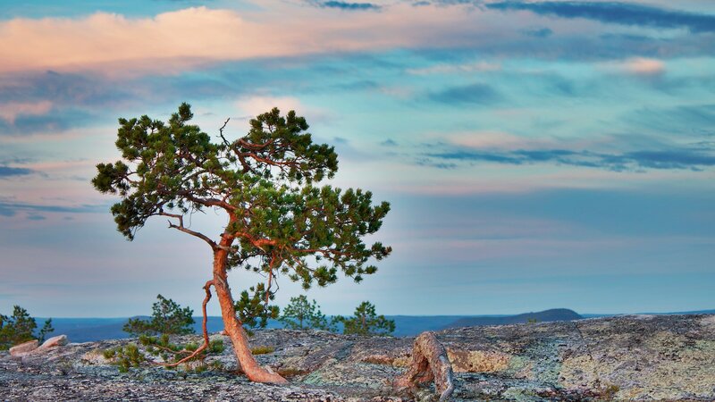 Solitary Pine Tree — Serene