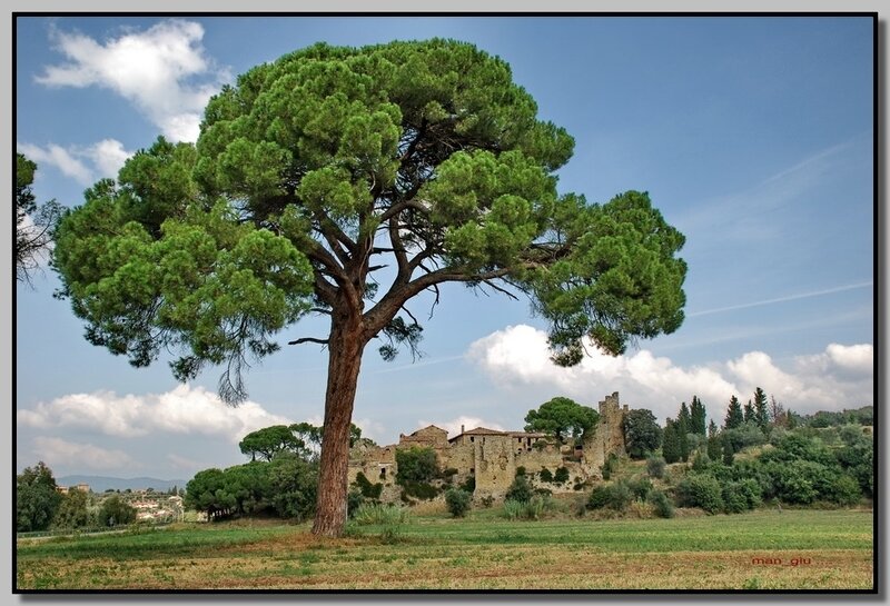 Solitary Pine Tree