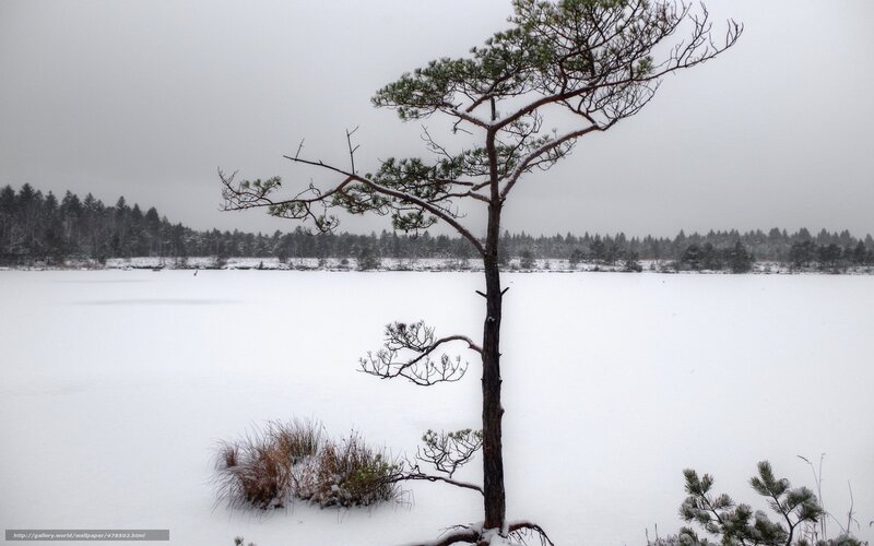 Solitary Pine Tree — White, Cold