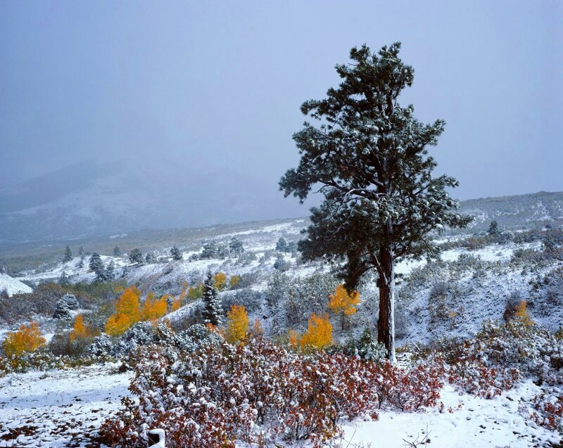 Solitary Pine Tree — White