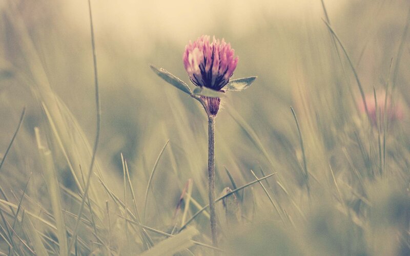 solitary pink clover in grass