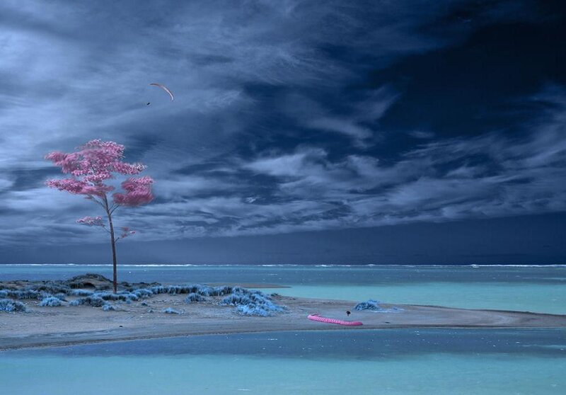 Solitary Pink Tree