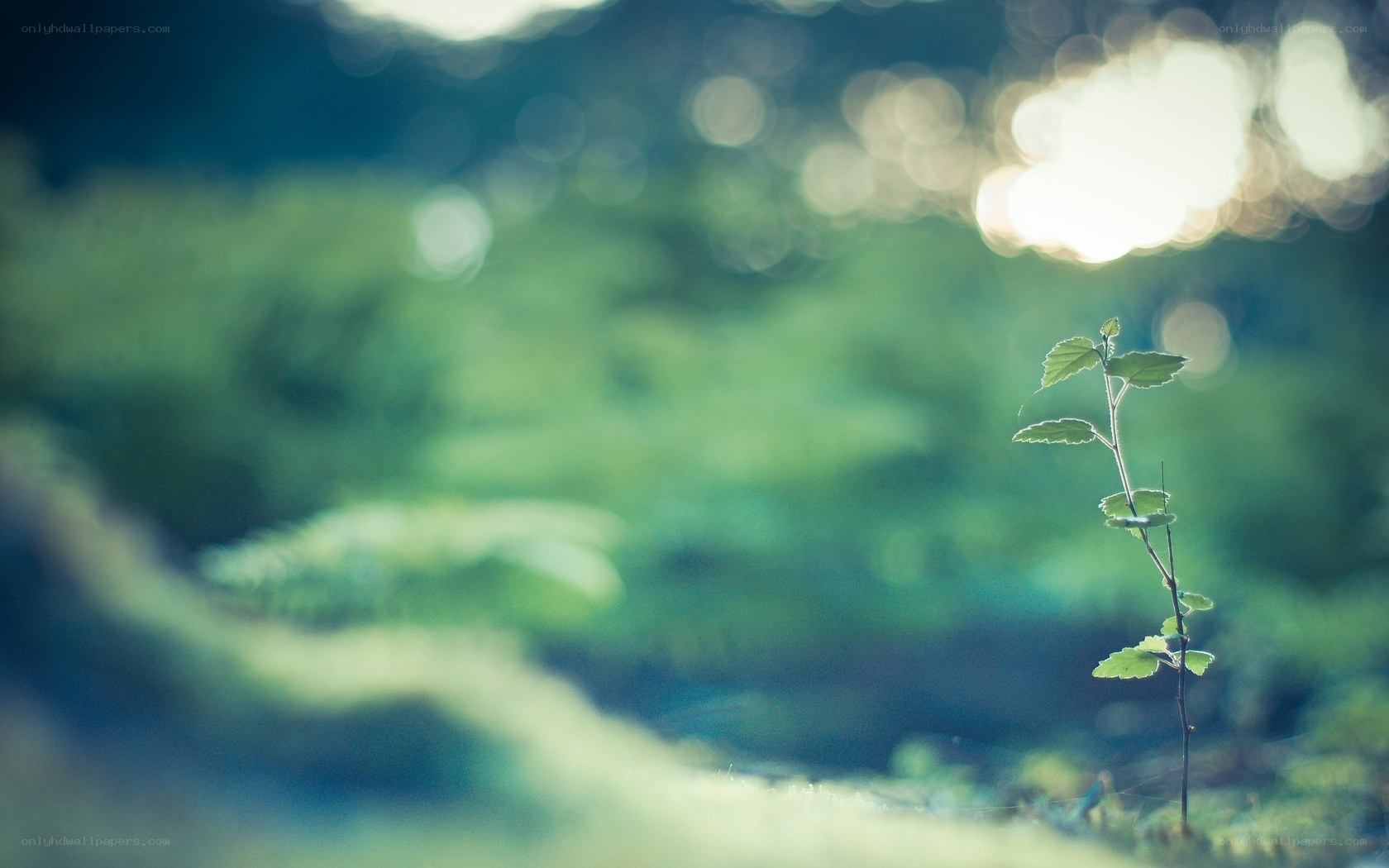 Solitary plant in forest light