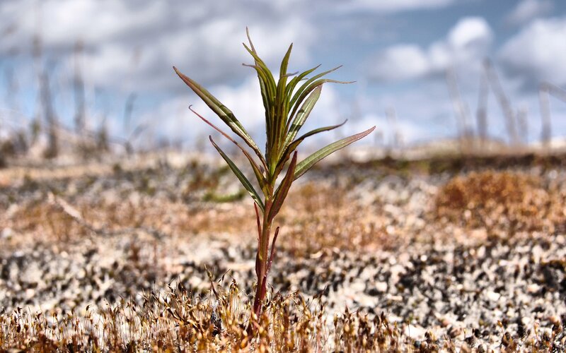 Solitary plant in rocky soil
