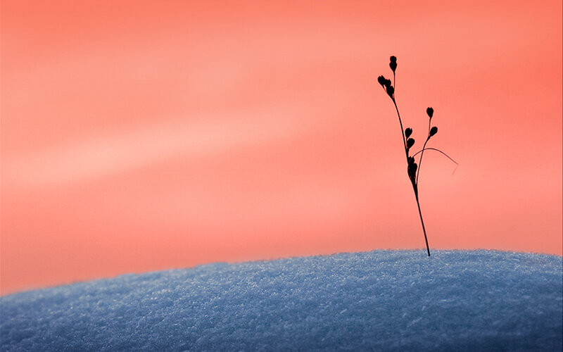 solitary plant in snow