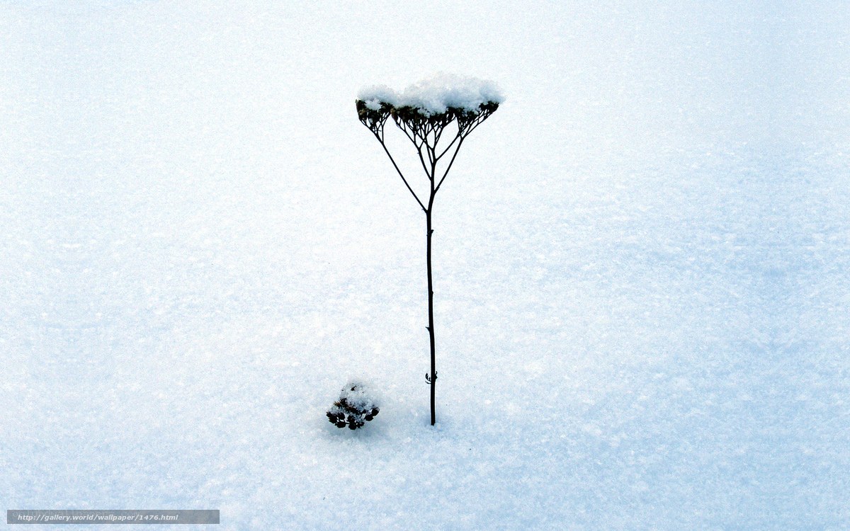 solitary plant in snow