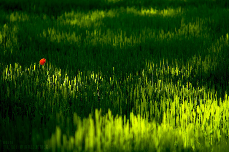solitary poppy in a green field